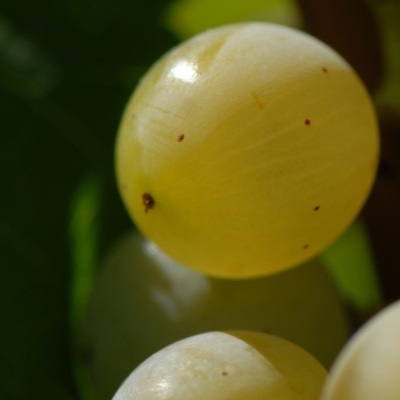 Kerner ANT 0959
